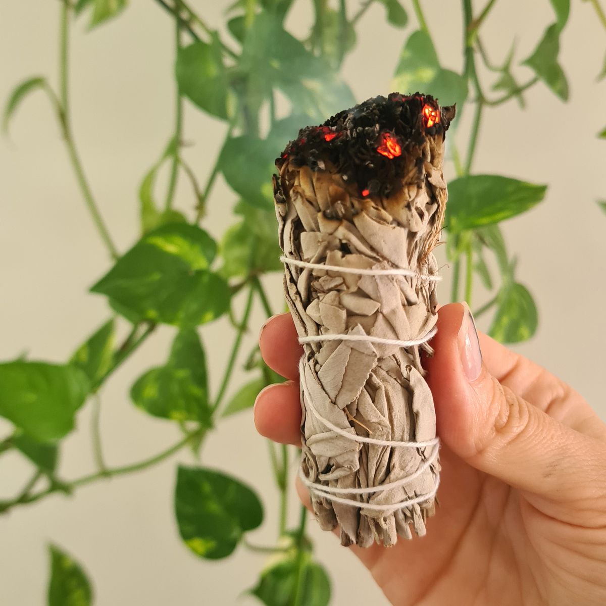 Sálvia Branca com Alecrim – Limpeza e Proteção Energética em Cada Defumação